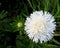 White multi layer Aster flower in garden