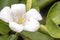 White Murraya Paniculata flower