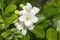 White Murraya Paniculata flowers: Kamini flowers