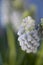 White Muscari armeniacum, bulbous spring flowering plant