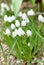 White muscari, muscari aucheri white magic, grape hyacinths, UK