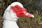 White Muscovy Duck