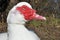 White Muscovy Duck