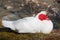 White muscovy duck with red face