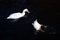 White Muscovy duck relax with swimming in a pond.