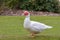 White Muscovy duck, white wings, red wattles on face standing on