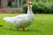 White muscovy ducks