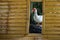 White muscovy ducks stand on stumps in bamboo frames.