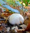 White mushroom