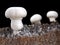 white mushroom, agaricus bisporus or champignon, with mycelium in soil, side view of soil interspersed with mycelium
