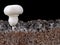 white mushroom, agaricus bisporus or champignon, with mycelium in soil, side view of soil interspersed with mycelium