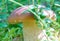 White mushroom is beautiful delicious and valuable