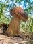 White mushroom boletus in the forest