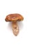 White mushroom with brown hat on white background