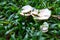 White mushroom cap in green grass. Wooden fungi closeup photo. Summer nature detail. Tropical fungus in green leaf