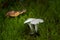 White mushroom Clitopilus prunulus growing in the moss in the spruce forest. Also known as the miller or the sweetbread mushroom.