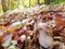 White mushroom close-up on the background of the autumn forest