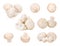 White mushroom collection in white background