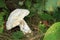 White mushroom in fall forest