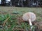 White mushroom fall in the grass