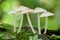 White mushroom (Filoboletus manipularis) on decay wood