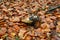 White mushroom in the forest