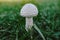 White mushroom in forest in autumn late evening warm light