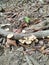 White mushroom or fungus appeared at rotten dead tree trunk at my home