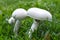 White mushroom in grass lawn