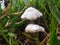 White mushroom and green grass background