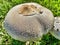 White Mushroom, on green grass, Fairy Ring Champignon, genus Marasmius oreades