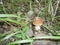 `white mushroom` growing