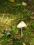 White mushroom growing along trail in Fingerlakes