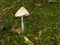 White mushroom growing along trail after rainstorm in Fingerlakes
