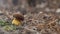 white mushroom growing in the forest, photo using the focus stack, very high quality