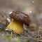 white mushroom growing in the forest, photo using the focus stack, very high quality