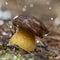 white mushroom growing in the forest, photo using the focus stack, very high quality