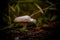 White Mushroom Growing On A Log