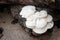 White mushroom growing on mango limb decay