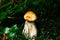 White mushroom knife grass woods close up