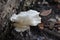 White Mushroom on Log
