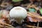 White mushroom of Lycoperdon