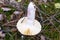 White mushroom lying on a hat on the forest litter in the autumn season, visible mushroom stem.