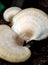 The white mushroom on mouldy timber