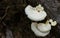 White mushroom occurs naturally on the timber.