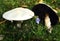 White Mushroom pair found in FingerLakes of NYS