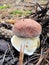 White mushroom. Pine forest