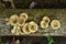 White mushroom plants stick to the logs