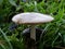 White mushroom sprouting from a lush field of tall grass