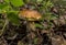 White mushroom surrounded by berry bushes and leaves.